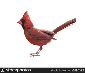 Male Northern Cardinal (Cardinalis) - Isolated on white background. Male Northern Cardinal