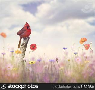 Male Northern Cardinal in a flower field. Cardinal bird in a flower field