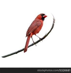 Male Northern Cardinal isolated on white background