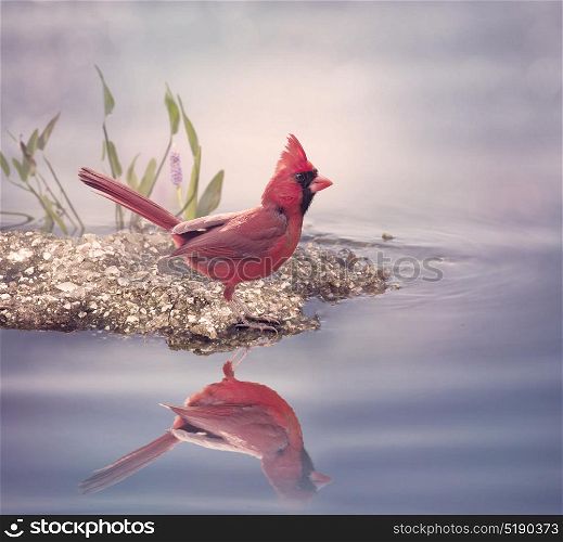 Male Northern Cardinal near water. Male Northern Cardinal