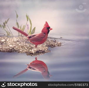 Male Northern Cardinal near water. Male Northern Cardinal