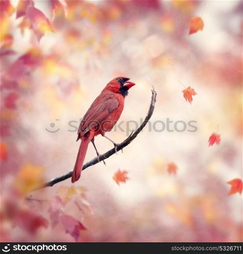 Male Northern Cardinal perched in the autumn woods