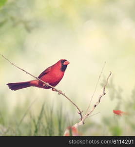 Male Northern Cardinal Perching on a Branch