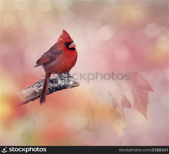 Male Northern Cardinal perching on a branch. Male Northern Cardinal