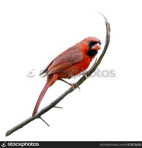 Male Northern Cardinal watercolor painting,isolated on white background. Male Northern Cardinal watercolor