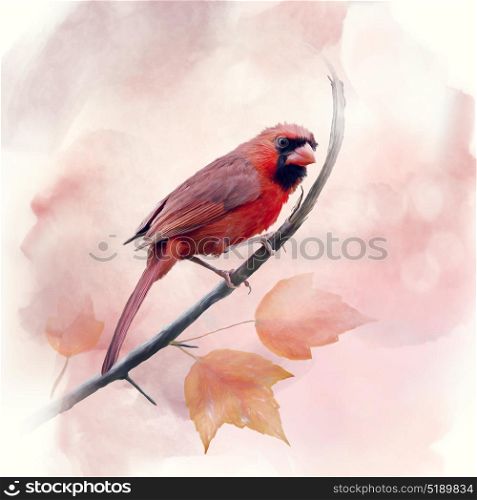 Male Northern Cardinal watercolor painting. Male Northern Cardinal watercolor