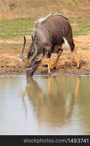 Male Nyala antelope (Tragelaphus angasii) drinking water, Mkuze game reserve, South Africa