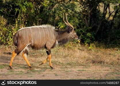 Male nyala antelope (Tragelaphus angasii), Mkuze game reserve, South Africa