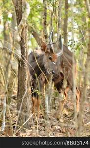 male nyala in the forest