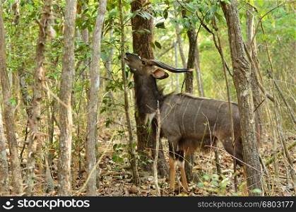 male nyala in the forest