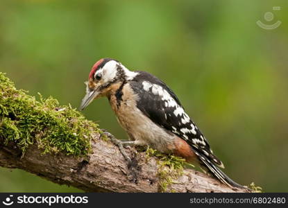 Male of Great Spotted Woodpecker (Dendrocopos major) sitting on mossy trunk on a beautiful sunny day and looking for insects under the bark of the tree. Close, horizontal view.