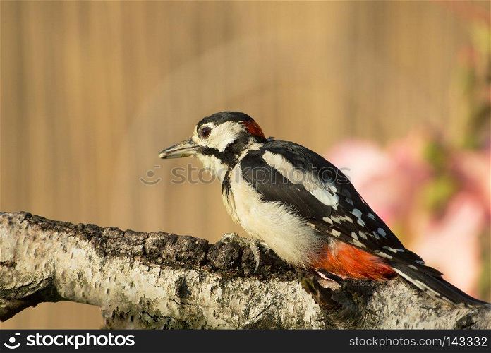 Male of Greater Spotted Woodpecker (Dendrocopos major) on the trunk of a birch tree and looking for insects under the bark.July morning in Poland. Close, horizontal view.
