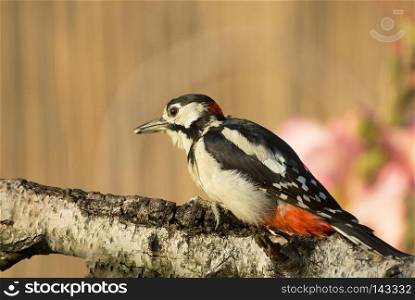 Male of Greater Spotted Woodpecker (Dendrocopos major) on the trunk of a birch tree and looking for insects under the bark.July morning in Poland. Close, horizontal view.