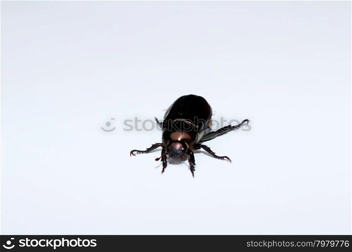 Male of Trypocopris vernalis isolated on white background