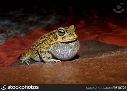 Male olive toad  Amietophrynus garmani  calling during the night, South Africa 