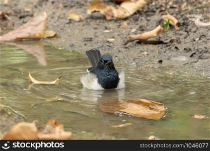 Male Oriental Magpie-Robin (Copsychus saularis) bathing in the small ditch at urban park.