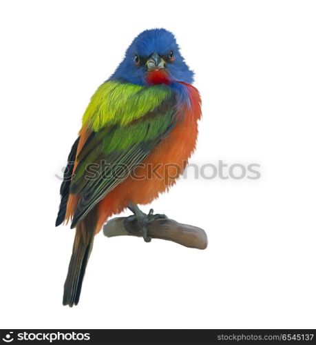 Male Painted Bunting watercolor painting. Male Painted Bunting watercolor