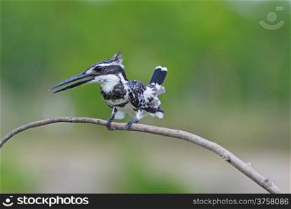 Male Pied Kingfisher (Ceryle rudis) sitting on a branch