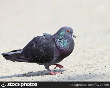 male pigeon walking proud in mating season on an alley
