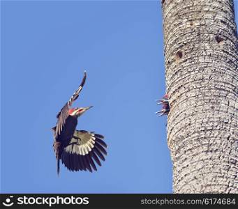 Male Pileated Woodpecker Feeding his Babies