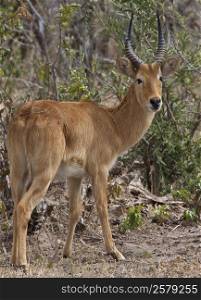 Male Puku Antelope (Kobus vardonii) the Chobe National Park region of northern Botswana