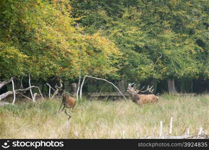 Male red deer, Cervus elaphus, bellowing and chasing females in a forest in autumn