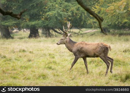 Male red deer, Cervus elaphus in a forest in autumn