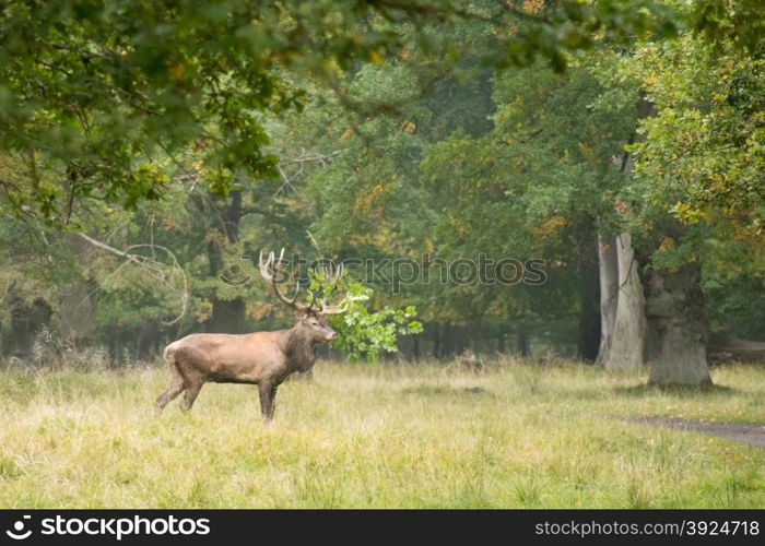 Male red deer, Cervus elaphus in a forest in autumn