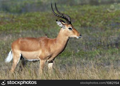 Male Red Lechwe antelope (Kobus leche) in the Okavango Delta in northern Botswana, Africa.