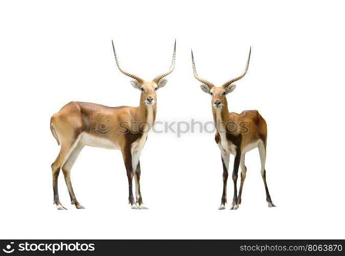 male red lechwe isolated