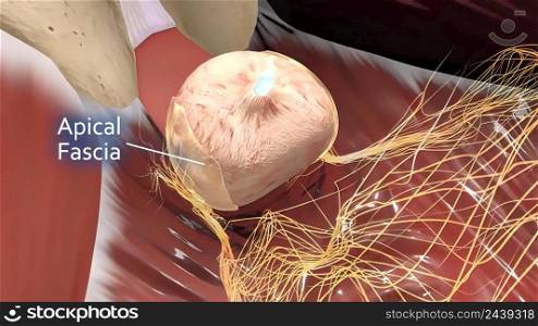 Male reproductive organ 3D illustration anatomy .. Male reproductive organ 3D illustration anatomy