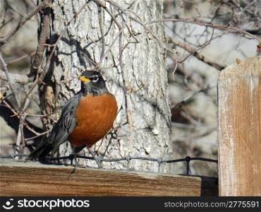 male robin sitting on a fence in front of tree bark