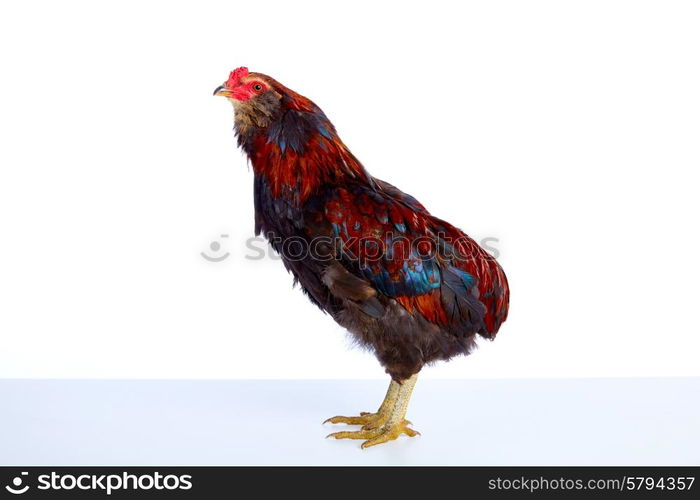 Male Rooster Araucana Easter egger breed in white background