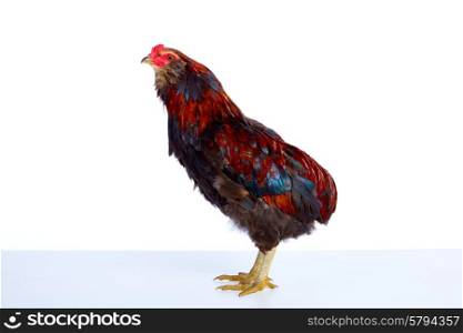 Male Rooster Araucana Easter egger breed in white background