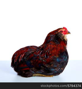 Male Rooster Araucana Easter egger breed in white background