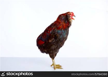 Male Rooster Araucana Easter egger breed in white background