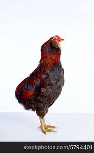 Male Rooster Araucana Easter egger breed in white background