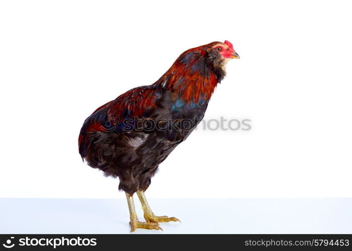 Male Rooster Araucana Easter egger breed in white background