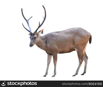 male sambar deer isolated on white background