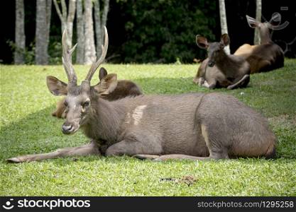male sambar deer lying on green grass khao yai national park thailand