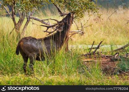 Male sambar (Rusa unicolor) deer eating tree leaves in the forest. Sambar is large deer native to the Indian subcontinent and listed as vulnerable spices. Ranthambore National Park, Rajasthan, India. Male sambar Rusa unicolor deer in Ranthambore National Park, Rajasthan, India