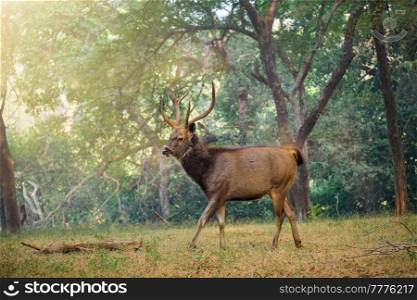 Male sambar (Rusa unicolor) deer walking in the forest. Sambar is large deer native to Indian subcontinent and listed as vulnerable spices. Ranthambore National Park, Rajasthan, India. Male sambar Rusa unicolor deer in forest of Ranthambore National Park, Rajasthan, India