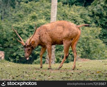 Male Samber Deer at Khao Yai National Park, Thailand