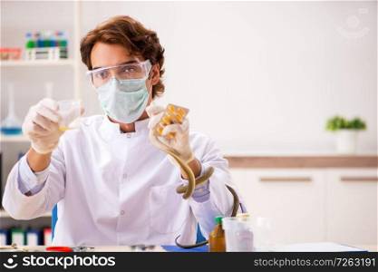 Male scientist extracting poison from snake for drug synthesis. The male scientist extracting poison from snake for drug synthesis
