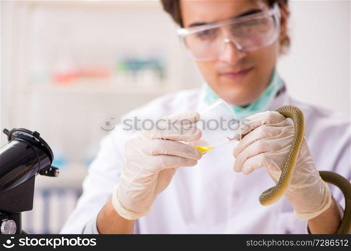 Male scientist extracting poison from snake for drug synthesis
