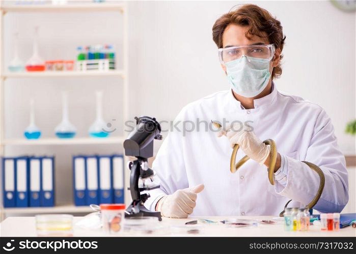 Male scientist extracting poison from snake for drug synthesis