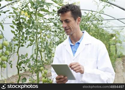 Male Scientist In Greenhouse Researching Tomato Crop