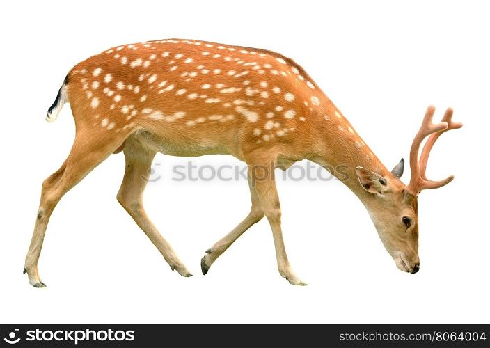 male sika deer isolated on white background