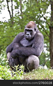 Male silverback gorilla