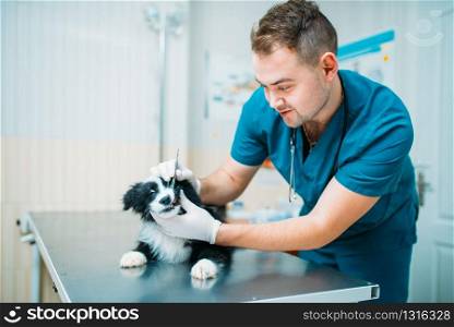 Male specialist examining dog, veterinary clinic. Vet doctor, treatment a sick dog